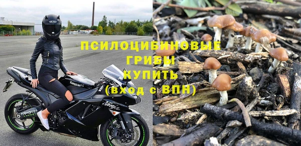 хмурый Аркадак